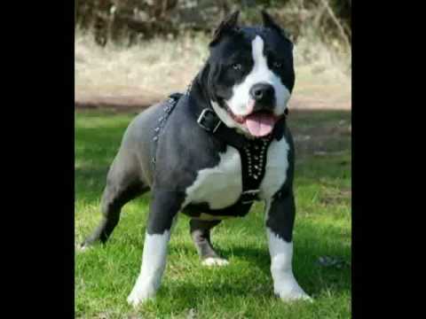 50 cent vs  Dmx - X gonna full loaded clip