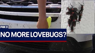 Where are the lovebugs?