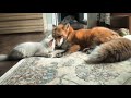 Fox Meet Baby Fox