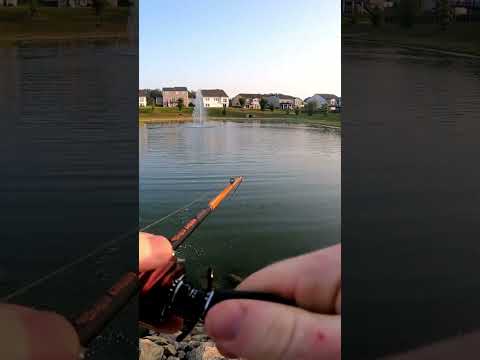 topwater action on the lunkerhunt spider   #fishing