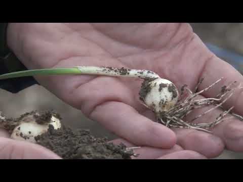 Uzgoj domaćeg belog luka – Kvalitet pre svega