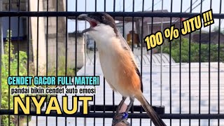 Download lagu burung cendet gacor MATERI TERLENGKAP buat PANCINGAN CENDET AGAR BUNYI,, jadikan BURUNG PENTET GACOR mp3 Download lagu burung cendet gacor MATERI TERLENGKAP buat PANCINGAN CENDET AGAR BUNYI,, jadikan BURUNG PENTET GACOR mp3