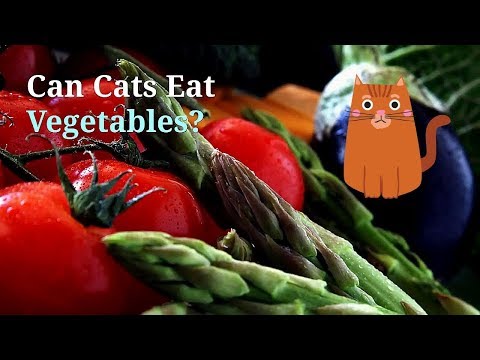 Can Cats Eat Vegetables | Are These Useful for Your Kitten