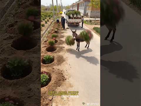 Wild Animals on a Secret Mission! 🐒🐴🐷🤣 | #shorts #viral