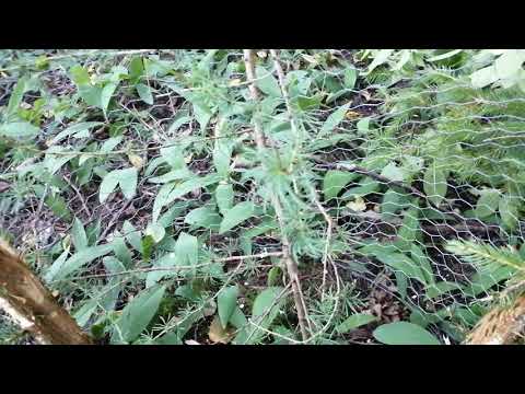 Fifteen Year old Siberian Larch has a hard time competing