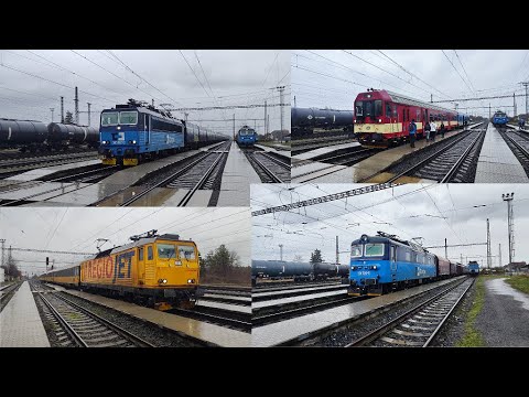 Deštivé šocení ve Velkém Oseku dne 3.2.2023