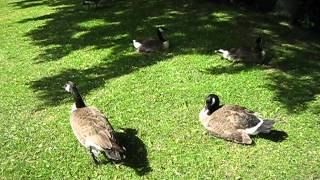 preview picture of video 'Gänse und Vogelgezwitscher - Schloss Strünkede in Herne / Westfalen'