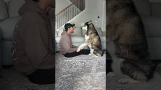 Which of my dogs are most affectionate? #dogsofyoutube #dog #puppy #dogs #goldenretriever #husky