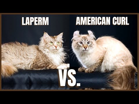 LaPerm Cat VS. American Curl Cat