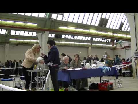 CACIB Rheinberg 2011 Papillon Jugendklasse Rüden