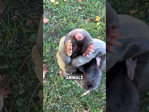 Moles Don’t Just Come Up for No Reason #animals #mole #cute