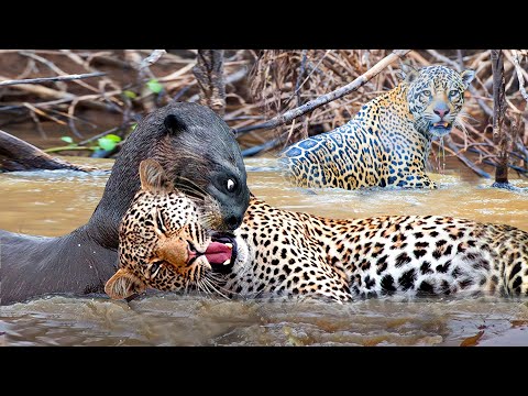 ネスト補助具を作成する際のよくある間違い 自然と動物