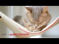 Royal Canin VD Cat Urinary S/O 3,5kg