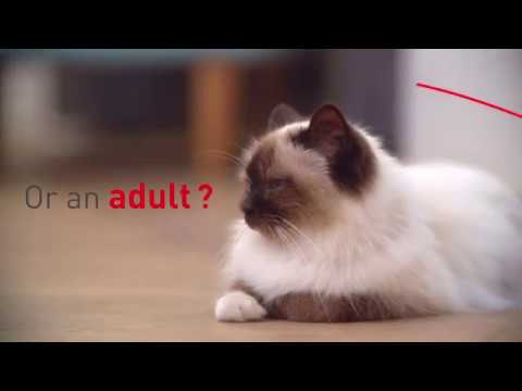 Royal Canin VD Cat Urinary S/O 3,5kg video