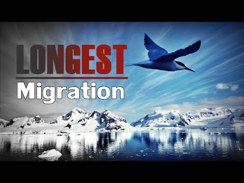 download lagu mp3 mp4 Arctic Tern, download lagu Arctic Tern gratis, unduh video klip Arctic Tern