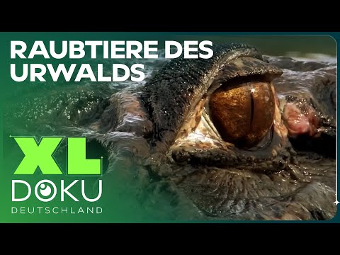 Die tödlichste Echse Guyanas: Der Schwarze Kaiman | XL Doku Deutschland