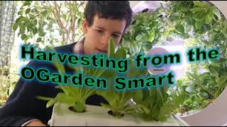 Harvesting from the OGarden Smart