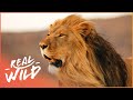 Apex Predators Hunt During The Great Migration Masai Mara Big Hunt Real Wild