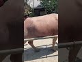 asmr..CARABAo. In THe PHiLiPPines. GOIng To FARM.#satisfyingsound.#shorts
