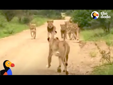 Lioness SWEET Reunion With Lion Pride | The Dodo