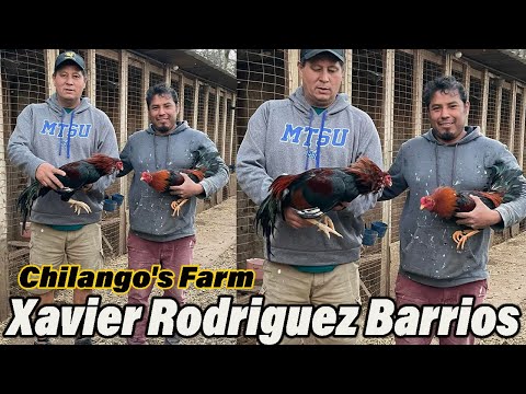 Xavier Rodriguez Para Show Beautiful Birds Big Farm Tennessee