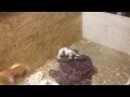 Angel Barking