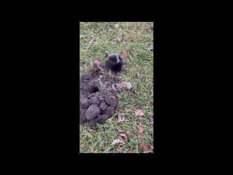 И что они не поделили?