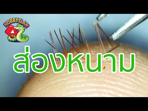 คลิกเพื่อดูคลิปวิดีโอ