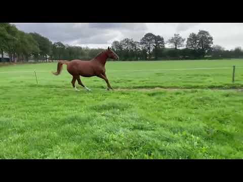 Jerona ☆☆ (HARLEY VDL x TANGELO VD ZUUTHOEVE) - Video 2 video thumbnail