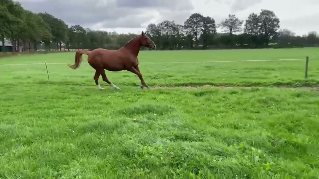 Jerona ☆☆ (HARLEY VDL x TANGELO VD ZUUTHOEVE) video 1