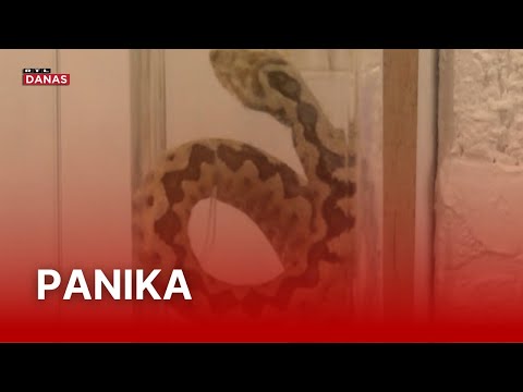 Poskoci u Splitu, a panika veća nego ikad! Doktori smiruju: 'Protuotrova ima dovoljno' | RTL Danas