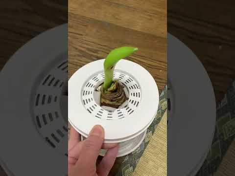 園芸 アマリリス シビスター