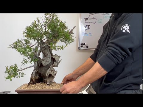 🇩🇪Arbeiten am Myrten yamadori