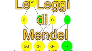 Le Leggi di Mendel in animazione