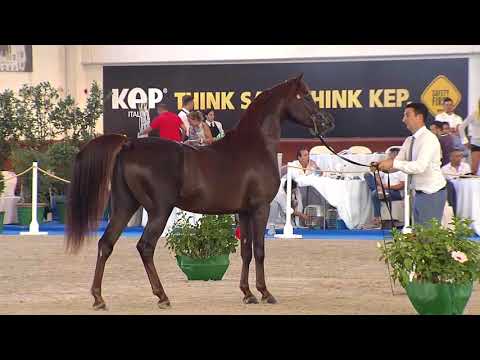 N.63 KHALY NUR - Italian Nationals 2018 - 3 Years Old Colts (Class 6)