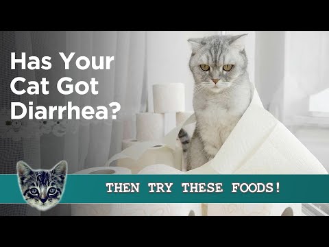 Cat got DIARRHEA?? Give Them These Foods! 🚽💩