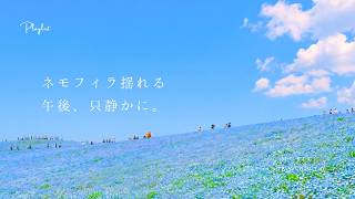 Download lagu 【Playlist】Songs to on a Gentle Afternoon with Swaying Nemophila 🪻 | Study/Work BGM | Chill mp3