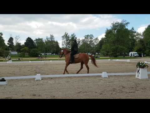 Skyler Unlimited Working Equitation Dressuur Munchen Pferd International M klasse 2017
