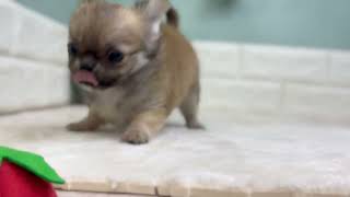 チワワ(ロング)の動画01