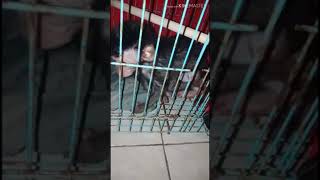 Download lagu Story wa monyet mp3 Download lagu Story wa monyet mp3
