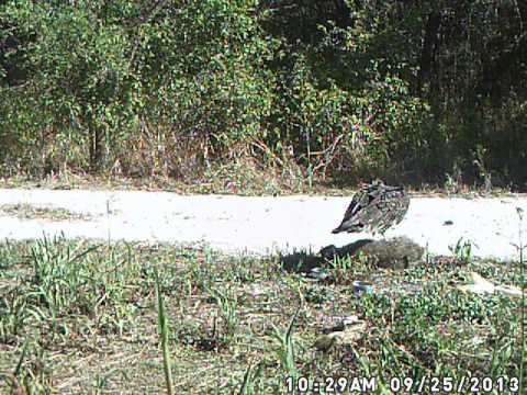 Turkey Vulture Eating Dead Raccoon