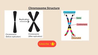 Chromosome Structure for AQA GCSE Biology and Combined Science