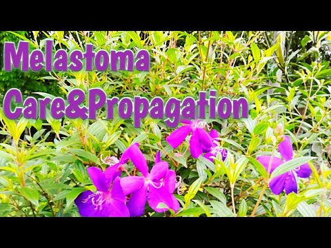 How to replant and care Melastoma /How to grow Tibouchina/Princess flower.