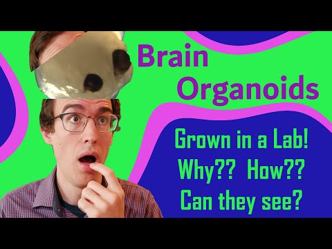 Growing "Mini-Brains" in a Lab: Human Brain Organoids