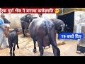 Haryana Murrah Buffalo Mine. A buffalo made a millionaire🤔..@FarmingGuruji