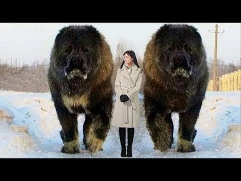 Check Out These 10 Insanely Large Dogs