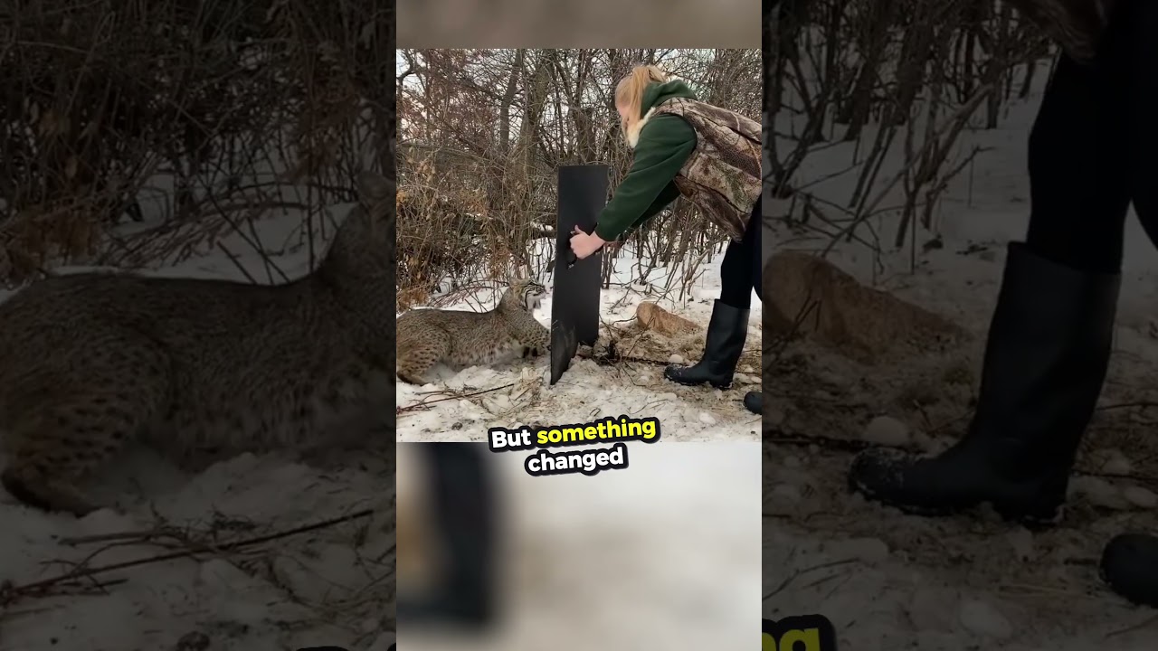 This Bobcat Was Caught In A Metal Trap... 🥲❤️