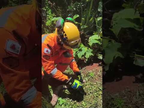 Corpo de Bombeiros Militar de Minas Gerais capturou cobra jibóia em Pains MG