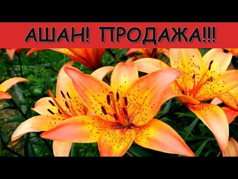 В АШАН быстрее!!! Лилии,лилейники,клематисы! Флоксы,гладиолусы и...