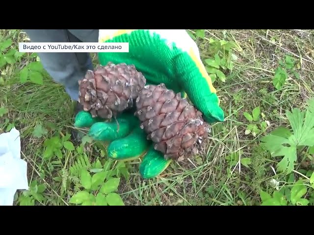 За контрабанду кедровых орехов начнут наказывать тюремным сроком